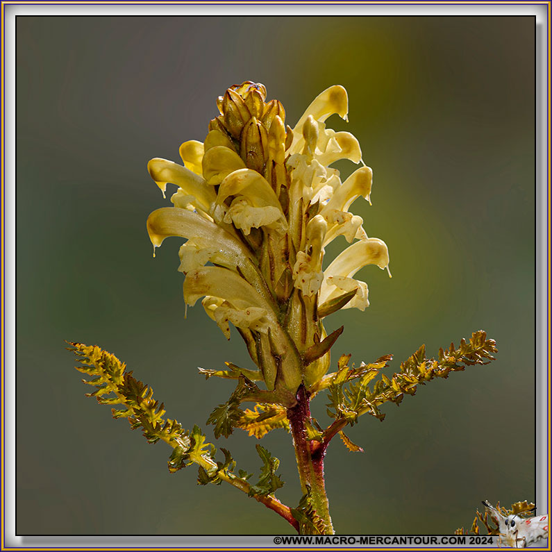 Pédiculaire à toupet